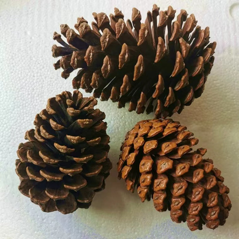 Molecular Cocktail Smoked Special Thick Smoke Pine Cone Cocktail Decoration Dried Pine Cone